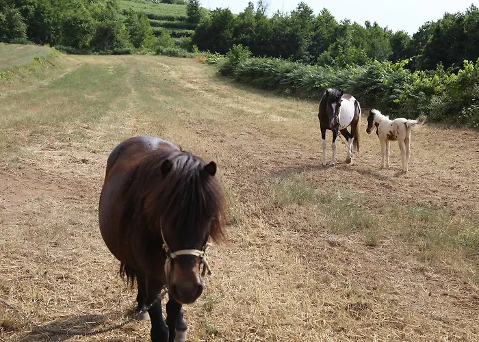 Pirara * Sant'Angelo (Vibo Valentia)